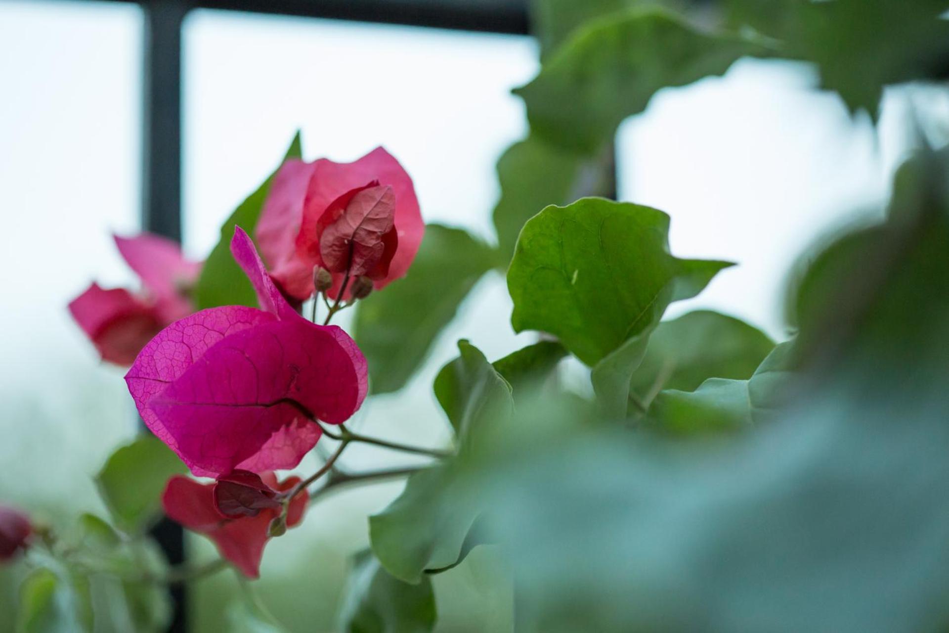 Corinth Iris Garden Retreatアパートホテル エクステリア 写真