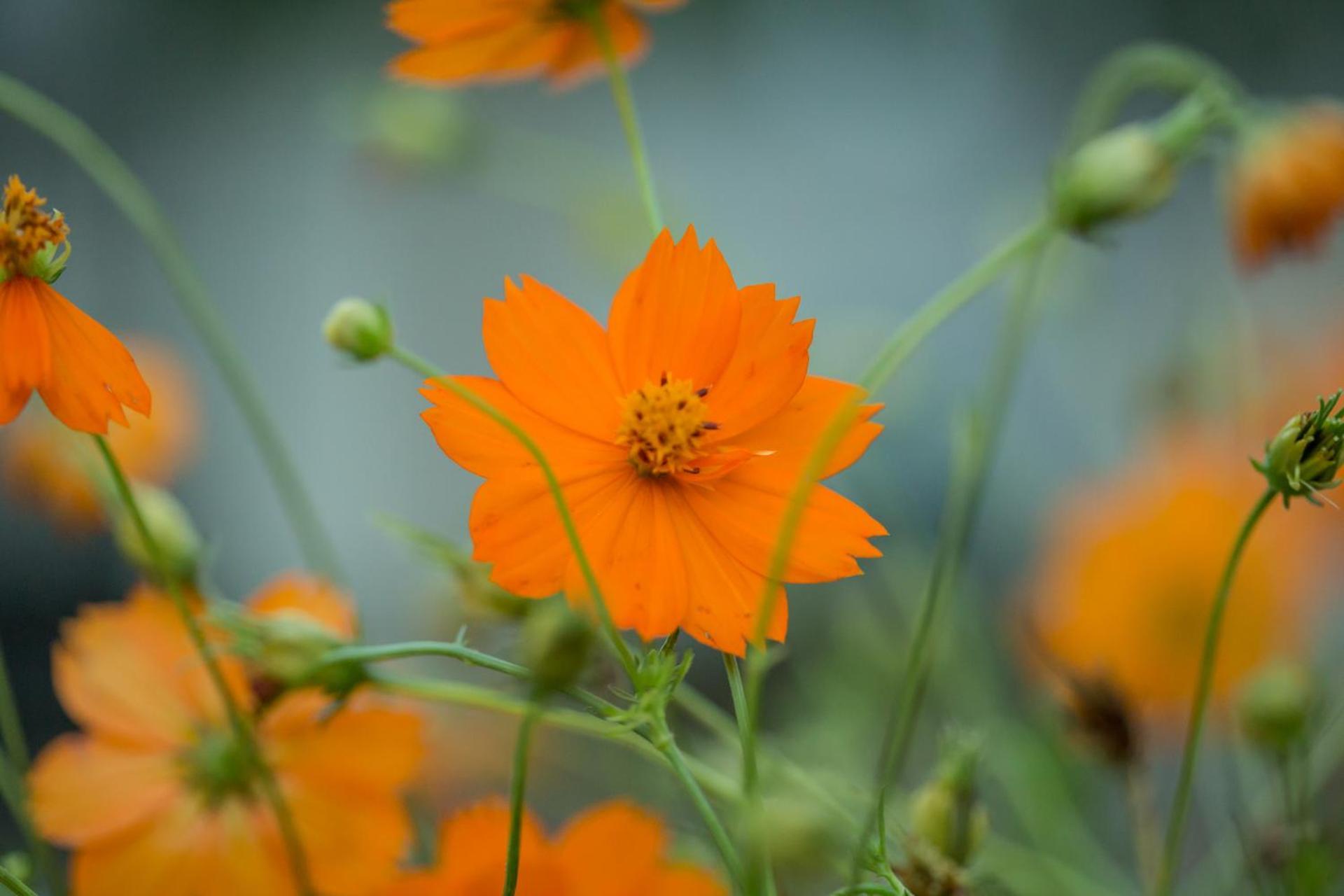 Corinth Iris Garden Retreatアパートホテル エクステリア 写真